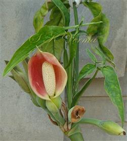   Inflorescence (Spadix)